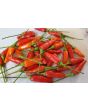 Hot Pepper 'Tabasco' Seeds (Certified Organic)