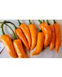 Hot Pepper ‘Orange Thai’ Seeds (Certified Organic)