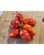 Hot Pepper ‘Red Glove Habanero’