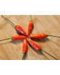 Hot Pepper 'Tabasco' Seeds (Certified Organic)