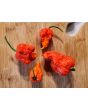 Hot Pepper ‘Zing’ Seeds (Certified Organic)
