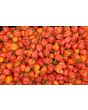 Hot Pepper ‘Red Savina Habanero’ 