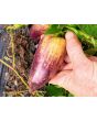 Sweet Pepper ‘Violet Sparkle' Seeds (Certified Organic)