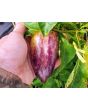 Sweet Pepper ‘Violet Sparkle' Seeds (Certified Organic)