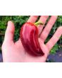 Sweet Pepper ‘Violet Sparkle' Seeds (Certified Organic)