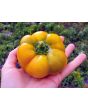 Sweet Pepper ‘Paradicsum Alaku Sarga Szentes’ Seeds (Certified Organic)