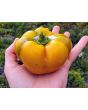 Sweet Pepper ‘Paradicsum Alaku Sarga Szentes’ Seeds (Certified Organic)