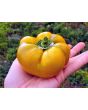 Sweet Pepper ‘Paradicsum Alaku Sarga Szentes’ Seeds (Certified Organic)
