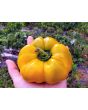 Sweet Pepper ‘Paradicsum Alaku Sarga Szentes’ Seeds (Certified Organic)