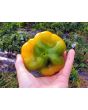 Sweet Pepper ‘Paradicsum Alaku Sarga Szentes’ Seeds (Certified Organic)