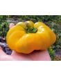Sweet Pepper ‘Paradicsum Alaku Sarga Szentes’ Seeds (Certified Organic)