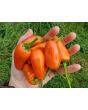 Sweet Pepper ‘Tangerine Dream' Seeds (Certified Organic)