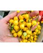 Hot Pepper ‘Biquinho Yellow’ Seeds (Certified Organic)