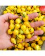 Hot Pepper ‘Biquinho Yellow’ Seeds (Certified Organic)
