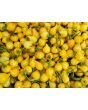 Hot Pepper ‘Biquinho Yellow’ Seeds (Certified Organic)