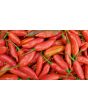 Hot Pepper ‘Aji Colorado’ 