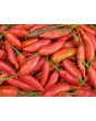Hot Pepper ‘Aji Colorado’ 