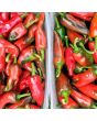 Hot Pepper ‘Espelette’