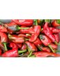Hot Pepper ‘Espelette’