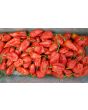 Hot Pepper 'Red Devil's Tongue' 
