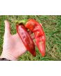 Hot Pepper ‘Big Jim Legacy’ 