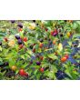 Hot Ornamental Pepper ‘Filius Blue’ Seeds (Certified Organic)