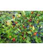 Hot Ornamental Pepper ‘Filius Blue’ Seeds (Certified Organic)