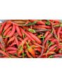 Hot Pepper ‘Louisiana Red Cayenne’ Seeds (Certified Organic)