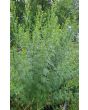 Mexican Marigold AKA Huacatay Peruvian Black Mint Seeds (Certified Organic)