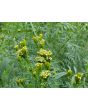 Mexican Marigold AKA Huacatay Peruvian Black Mint Seeds (Certified Organic)
