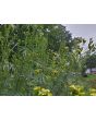 Mexican Marigold AKA Huacatay Peruvian Black Mint Seeds (Certified Organic)
