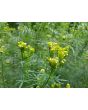 Mexican Marigold AKA Huacatay Peruvian Black Mint Seeds (Certified Organic)