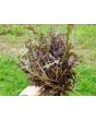 Mustard 'Red Frills' Seeds (Certified Organic)