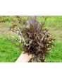 Mustard 'Red Frills' Seeds (Certified Organic)