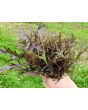 Mustard 'Red Frills' Seeds (Certified Organic)