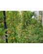 Black-Eyed Susan Vine Mix Seeds (Certified Organic)