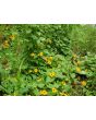 Black-Eyed Susan Vine Mix Seeds (Certified Organic)