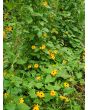 Black-Eyed Susan Vine Mix Seeds (Certified Organic)