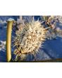 Datura AKA Devil’s Trumpet 'Le Fleur Lilac' Seeds (Certified Organic)