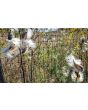 Common Milkweed
