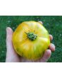 Tomato 'Lava Flow' Seeds (Certified Organic)