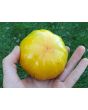 Tomato 'Lava Flow' Seeds (Certified Organic)