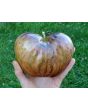 Tomato 'Rebel Starfighter Prime' Seeds (Certified Organic)