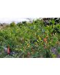 Hot Pepper 'Tabasco' Seeds (Certified Organic)