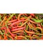 Hot Pepper ‘Louisiana Red Cayenne’ Seeds (Certified Organic)