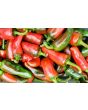 Hot Pepper ‘Espelette’