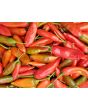 Hot Pepper ‘Aji Colorado’ 