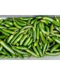 Pepper HOT 'Serrano' Plant