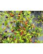 Hot Ornamental Pepper ‘Filius Blue’ Seeds (Certified Organic)