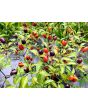Hot Ornamental Pepper ‘Filius Blue’ Seeds (Certified Organic)